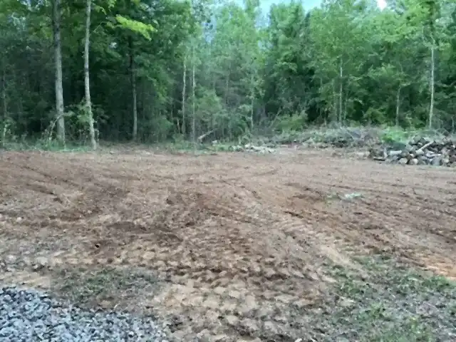 Wood line opened up after underbrush clearing