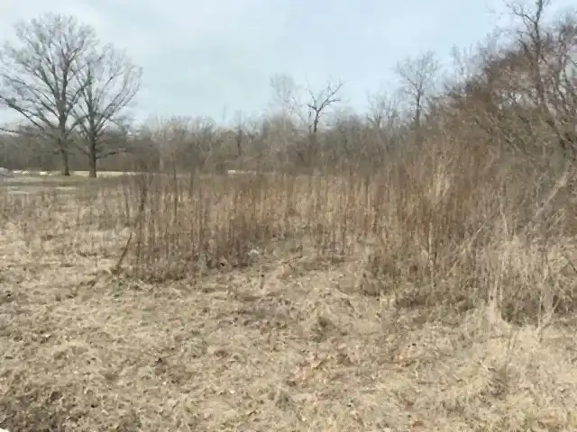 Overgrown field before clearing, R&G Land Clearing